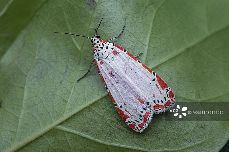 叶子上的灯蛾，圣文森特和格林纳丁斯图片素材