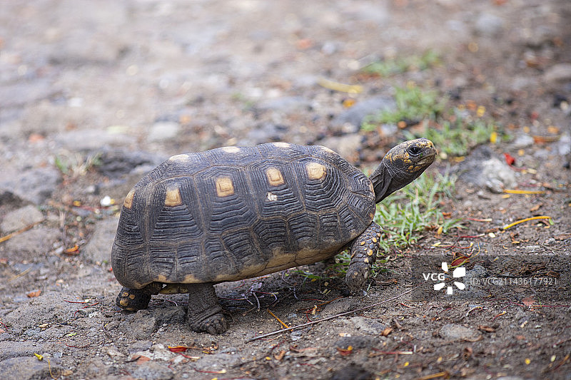 红腿陆龟，圣文森特和格林纳丁斯联邦图片素材