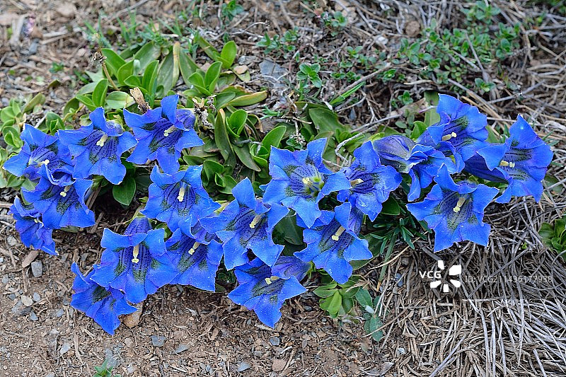 无茎龙胆花图片素材