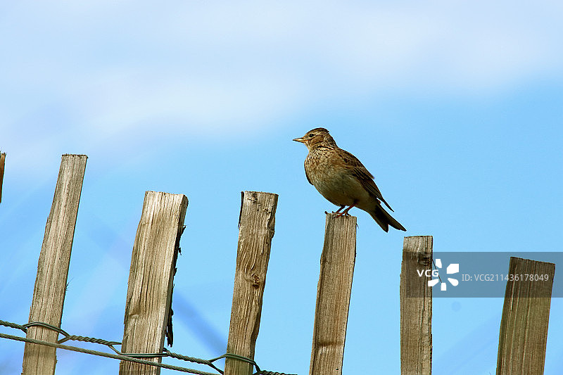 在法国布列塔尼莫尔比昂吉代尔的围栏上的云雀图片素材