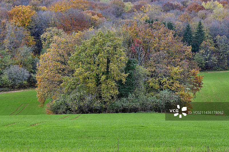 法国杜省当贝努瓦田野中的秋季森林和树林图片素材