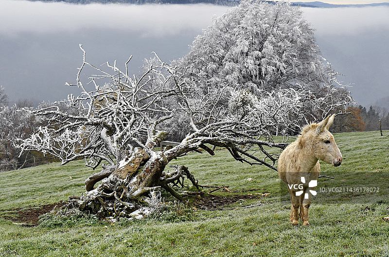 法国杜省霜冻树旁的白色驴图片素材