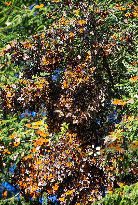 帝王蝶群落图片素材