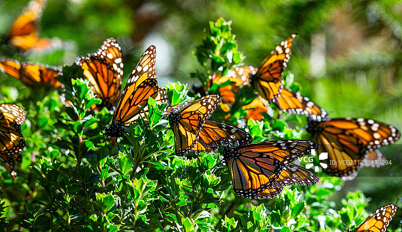 在墨西哥米乔acan州帝王蝶生物圈保护区El Rosario公园森林中，帝王蝶栖息在树枝上图片素材
