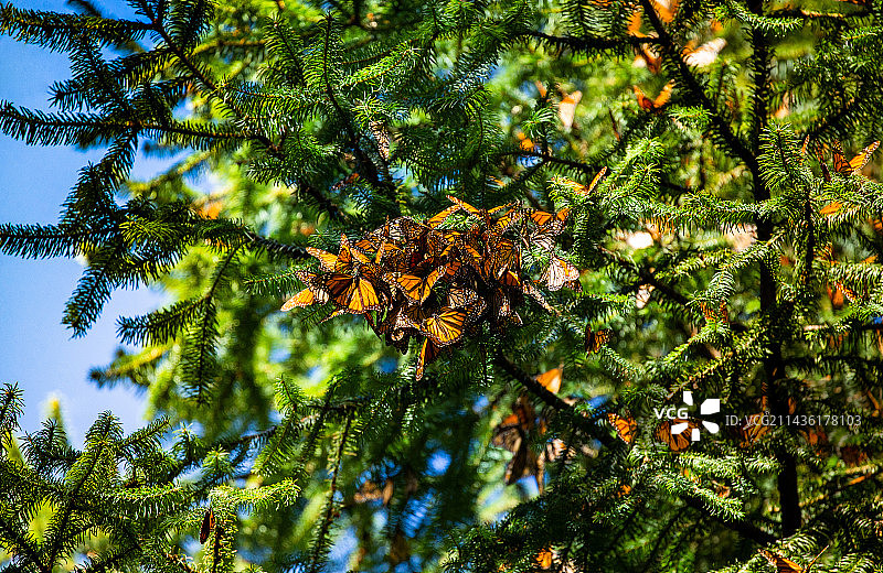 帝王蝶群落图片素材