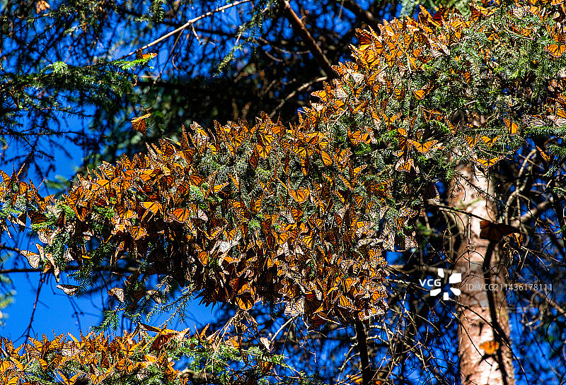 帝王蝶群落图片素材