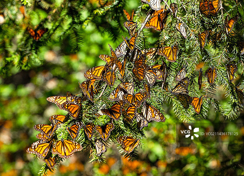 帝王蝶群落图片素材