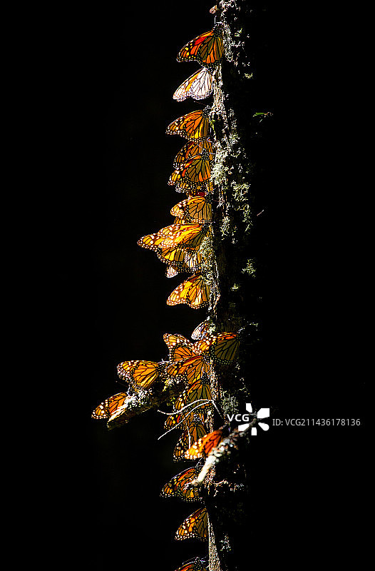 帝王蝶群栖息在墨西哥米却肯州云杉树干上图片素材