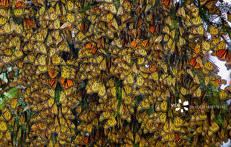 公园里树枝上聚集的大量帝王蝶图片素材