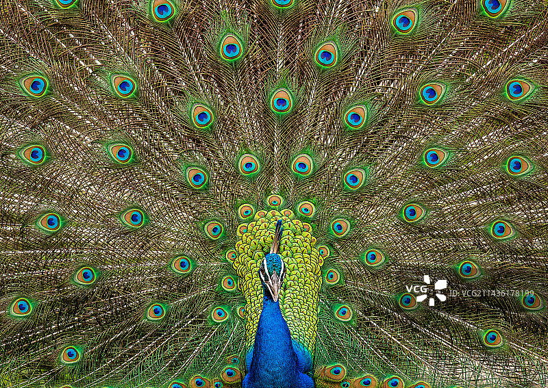 亚拉国家公园里孔雀（Pavo cristatus）的肖像图片素材