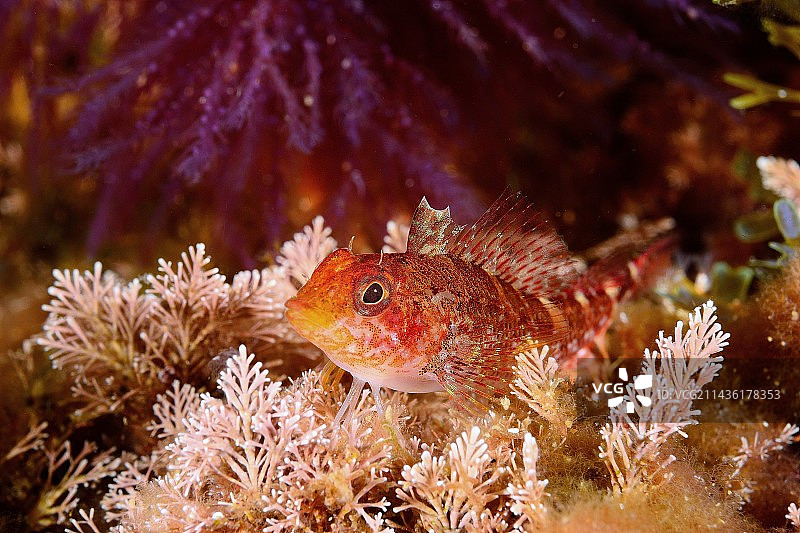 黑面鳚（Tripterygion delaisi）的画像，在西班牙托萨德玛的自然栖息地图片素材