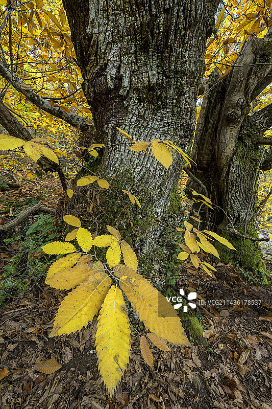法国塞文山脉的百年栗子树图片素材