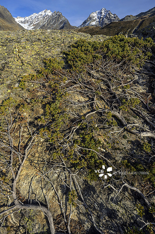 山上的匍匐刺柏，法国萨瓦省圣福塔朗泰斯上方的拉萨西耶广阔山区牧场，阿尔卑斯山图片素材