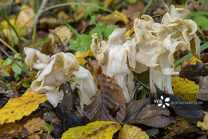 白色皱柄羊肚菌（落叶中，法国安省比热地区）图片素材