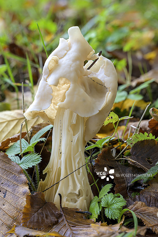 白色皱柄羊肚菌（落叶中，法国安省比热地区）图片素材