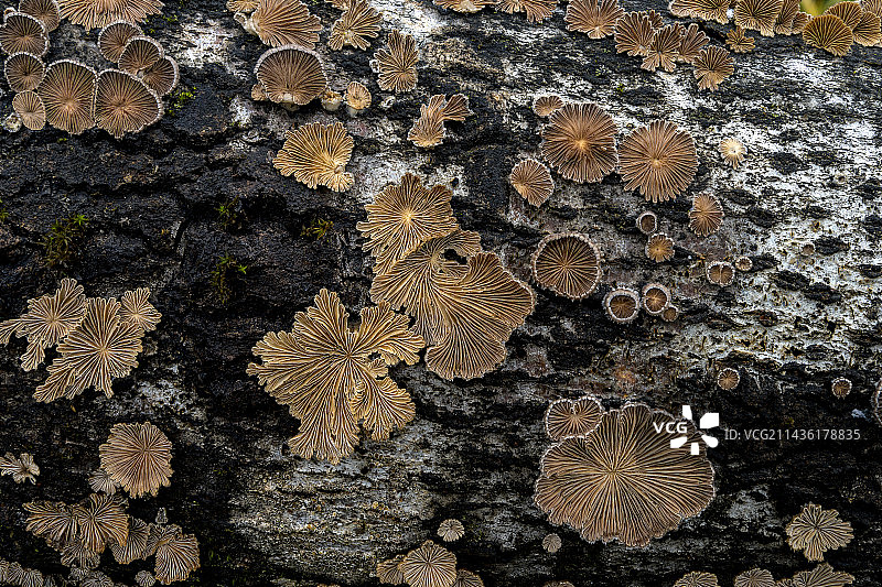 法国杨树干上的裂褶菌图片素材