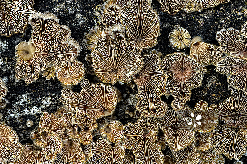 法国杨树干上的裂褶菌图片素材