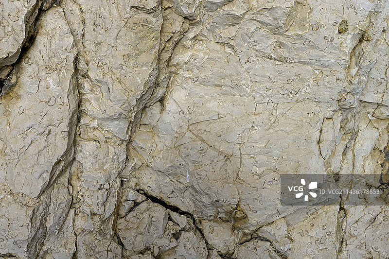 于尔贡石灰岩中的化石（皱纹珊瑚），该岩相对应于约1.1亿年前热带气候中形成的礁石石灰岩，以皱纹珊瑚和轨道石为特征生物，构成韦科尔地块悬崖的重要组成部分，法国伊泽尔/德龙韦科尔地区国家公园图片素材