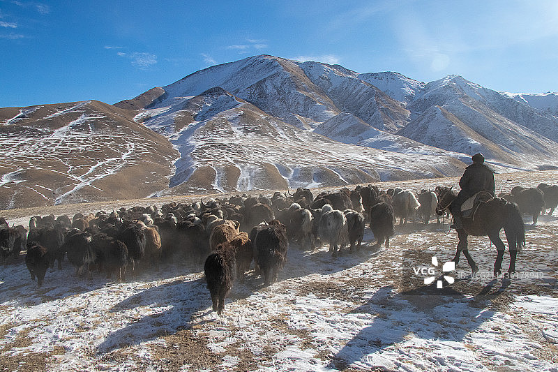 吉尔吉斯斯坦锡尔特高原上，牦牛群和牧马人在雪山背景下迁徙图片素材