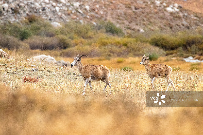 在吉尔吉斯斯坦萨雷查特-埃尔塔什草原上移动的天山盘羊雌性图片素材