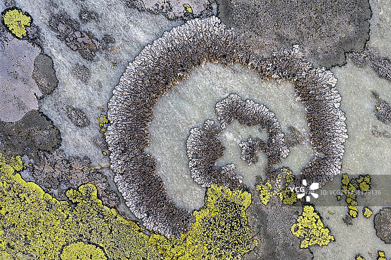 法国萨瓦省石英岩上的石生地衣图片素材