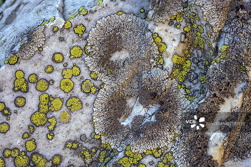 萨瓦省石生苔藓群落，Grande Sassiere自然保护区，法国图片素材