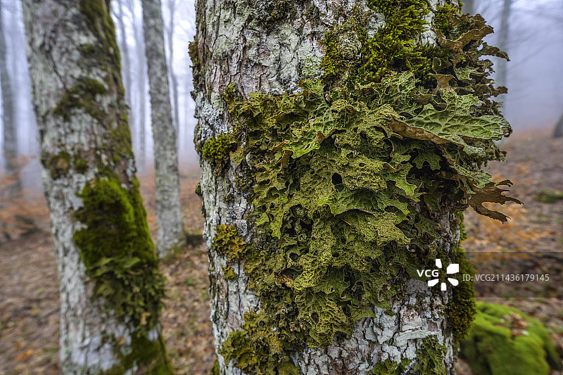 韦科尔地区的肺衣(Lobaria pulmonaria)。一种大型叶状地衣——欧洲最大的地衣之一——其菌体通常超过约 30 厘米。像所有地衣一样,它是一种地衣化真菌,并且像大多数地衣一样,它属于子囊菌群。它属于与蓝细菌相关的蓝生地衣类别,使其成为对大气污染特别敏感的生物。因此,它在许多地区呈下降趋势,并已被选为法国森林的健康指标。安贝尔森林,韦科尔 NRP,法国图片素材