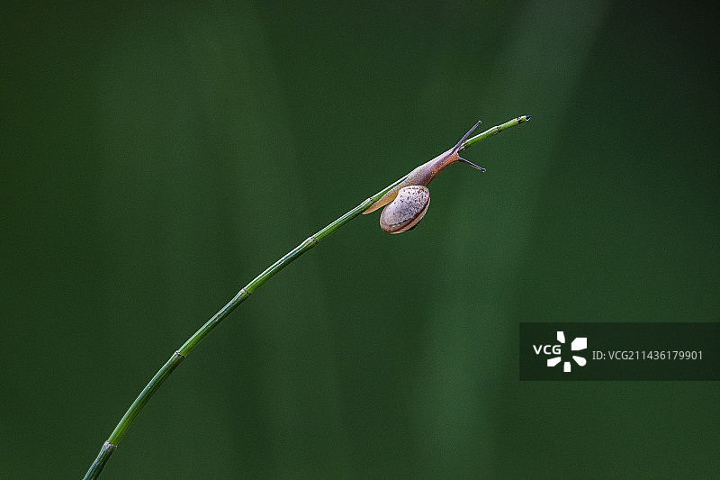 攀登中的蜗牛图片素材