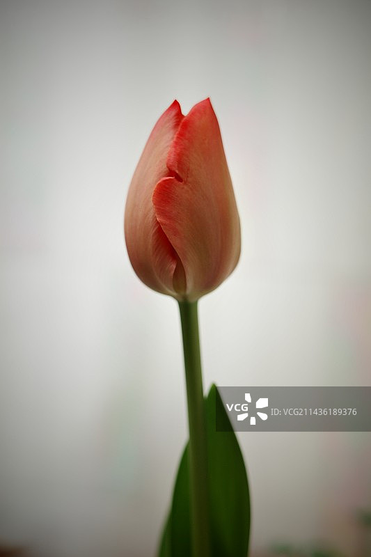 郁金香图片素材