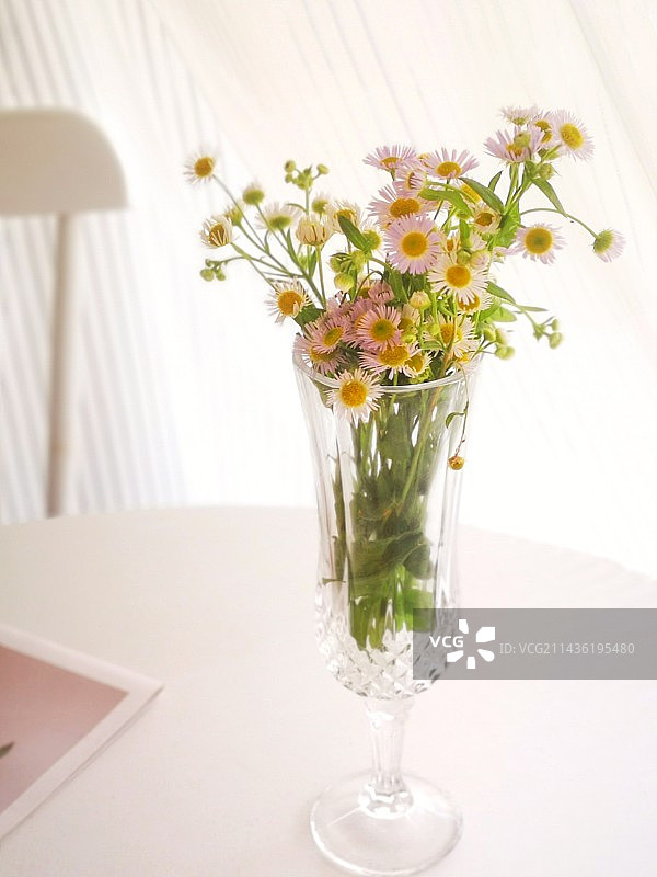 一年蓬图片素材