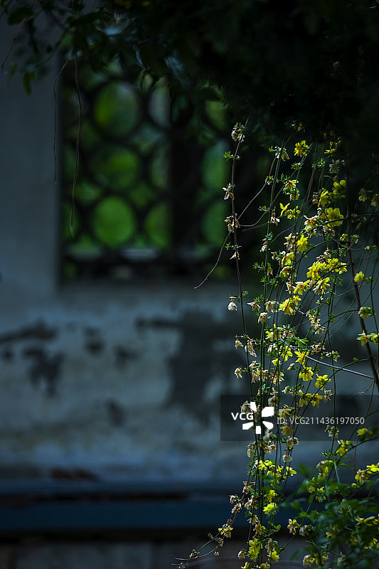平江路迎春花图片素材