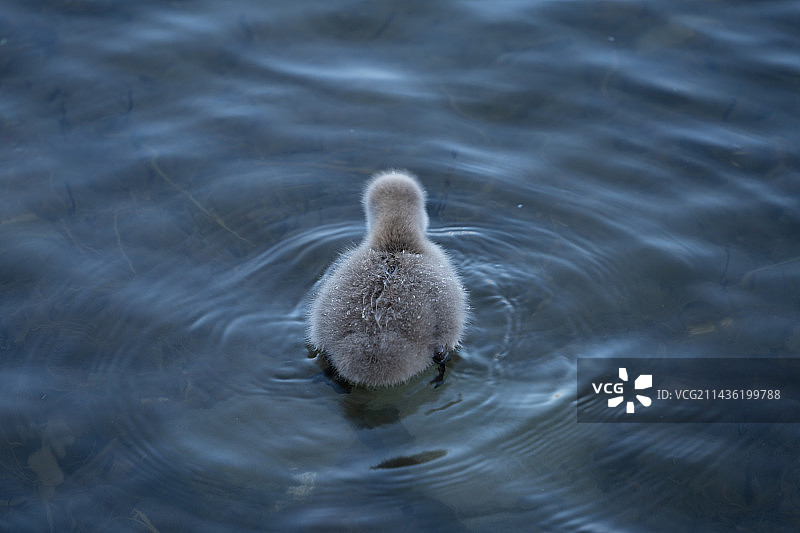 小黑天鹅可爱的背影图片素材