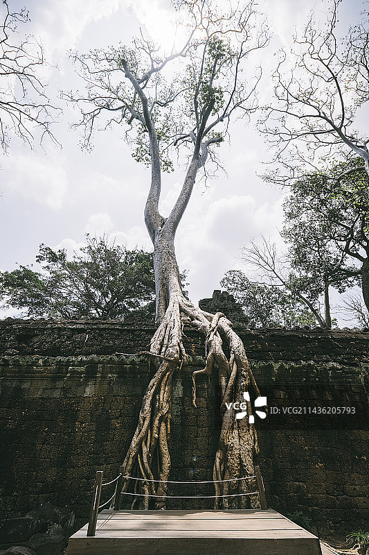 吴哥之美图片素材