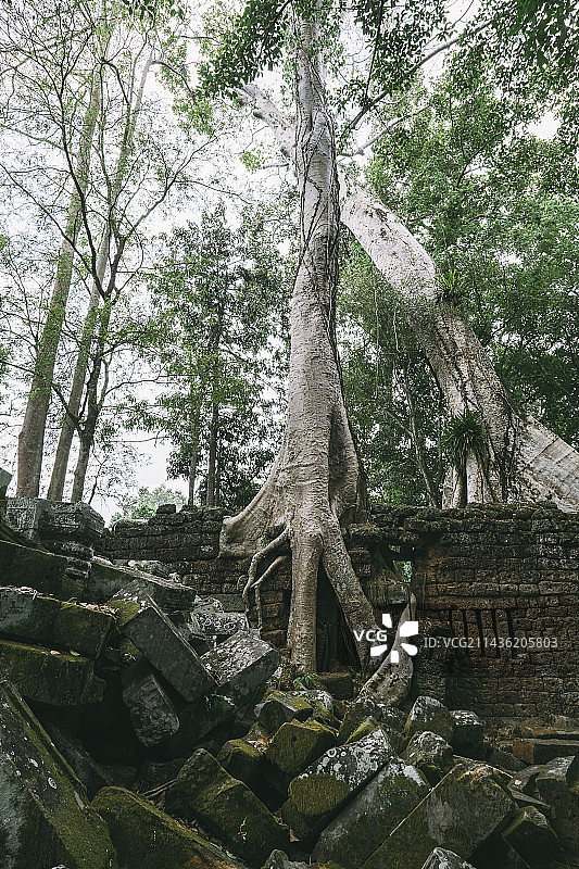 吴哥之美图片素材