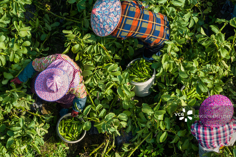 蚕豆收成图片素材