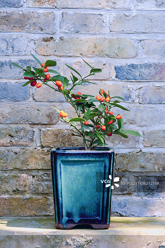 盆景艺术图片素材