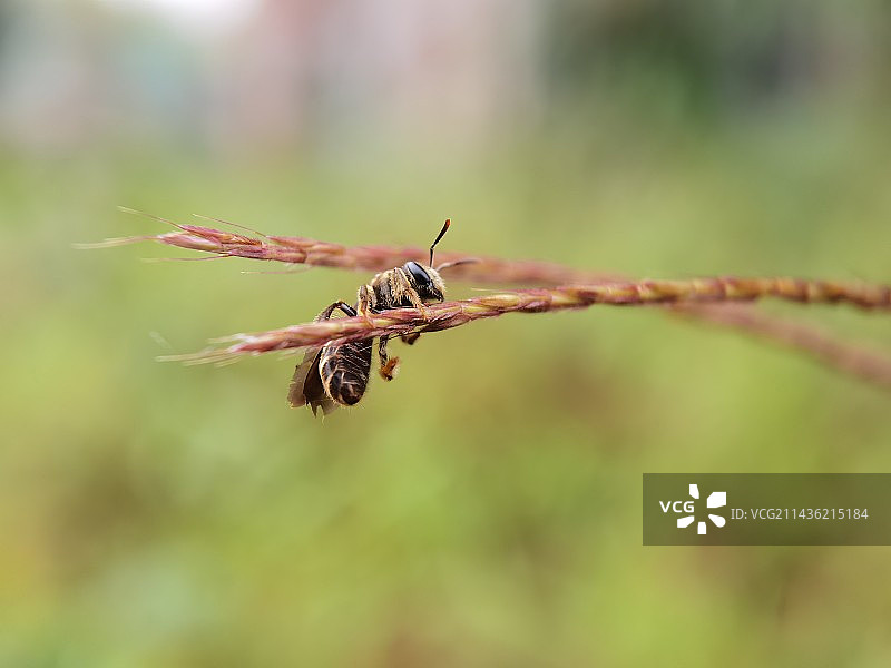 挂在枝条上睡觉的切叶蜂图片素材