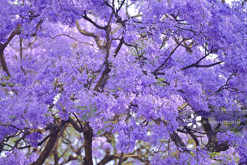 昆明蓝花楹图片素材