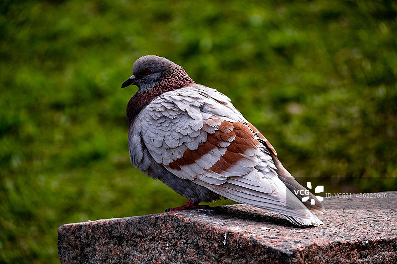 俄罗斯图片素材