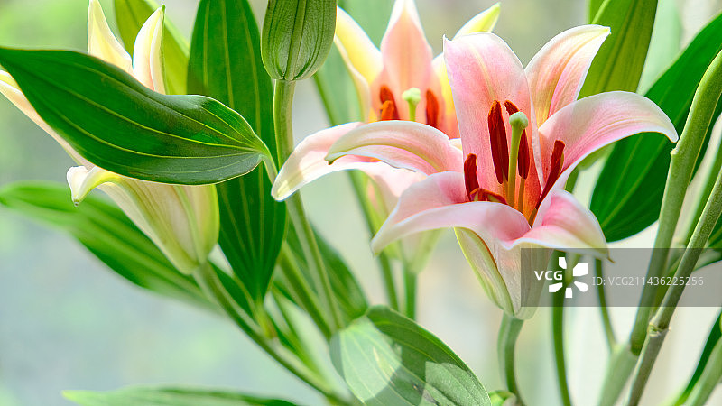 百合花图片素材