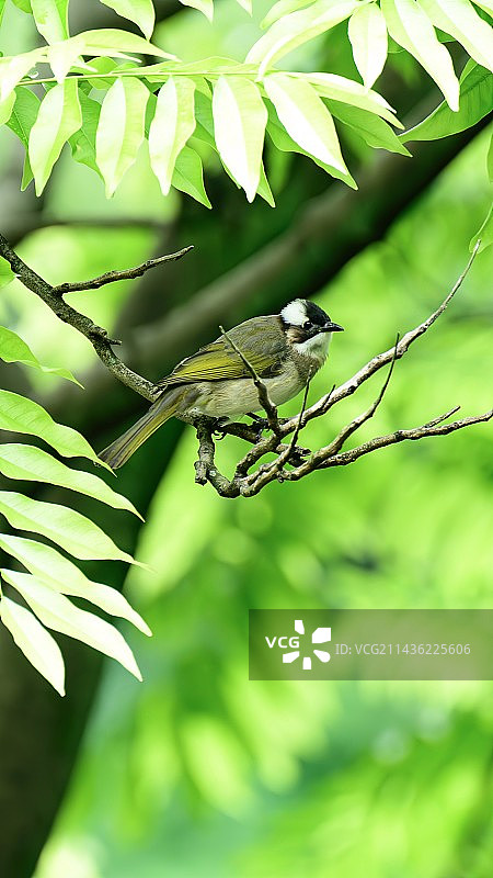 白头翁图片素材