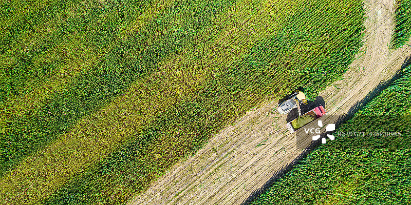 内蒙古呼和浩特市秋天里收割机收割用于青贮的玉米作业航拍图片素材