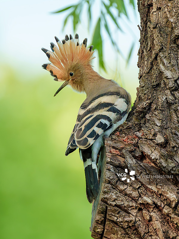 戴胜鸟图片素材