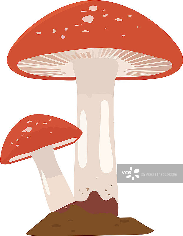 秋季森林中生长的食用蘑菇图片素材
