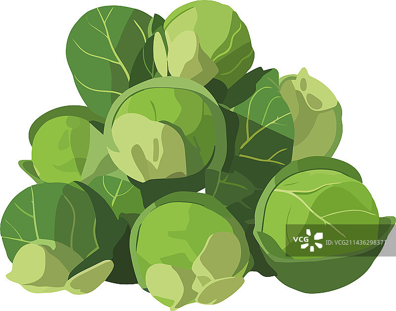 新鲜有机蔬菜卷心菜图片素材