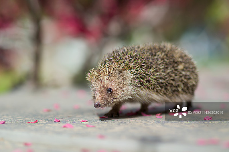 刺猬图片素材