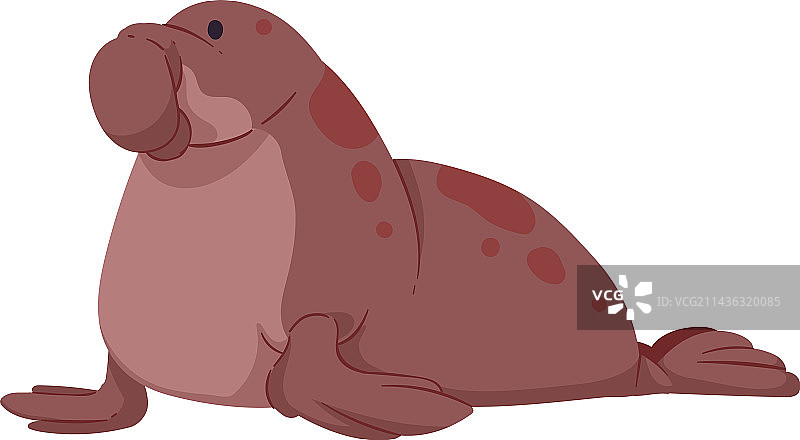 海象北极动物图片素材