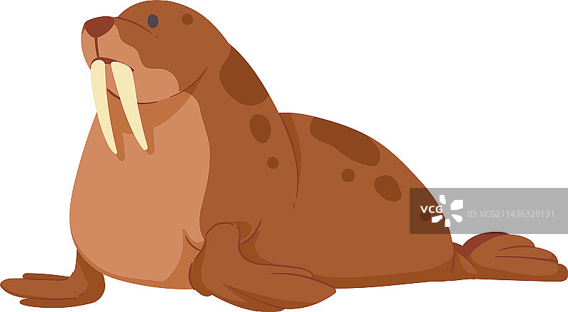 北极海象动物图片素材