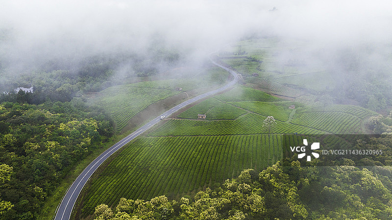 茶园春晓图片素材