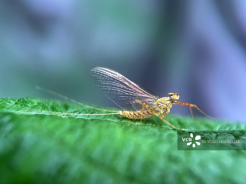 梦幻蜉蝣图片素材